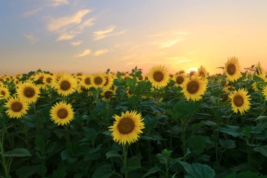 ayçiçeği, gün batımı / parlak ayçiçeği Vaughan güzel bir günbatımı üzerinde