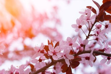 meyve ağacı çiçek bahar / bahar çiçekli meyve ağaçları