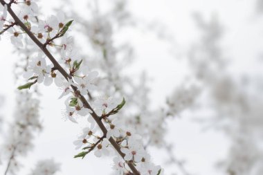 meyve ağacı çiçek bahar / bahar çiçekli meyve ağaçları