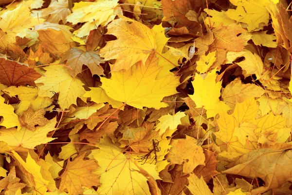 Herfst Esdoornblad Aarde Helder Herfst Achtergrondfoto Volle Gang — Stockfoto