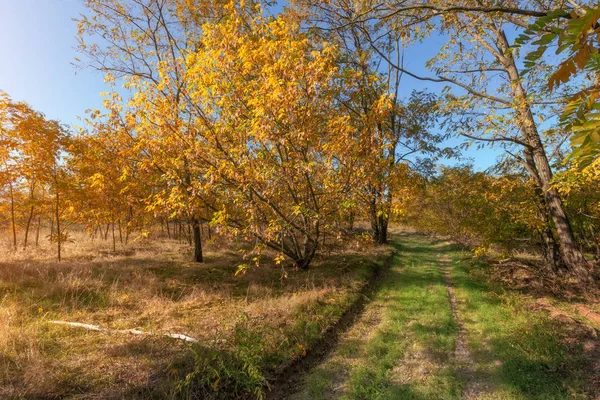 grass trail through the autumn forest / walk through the forest autumn Ukraine