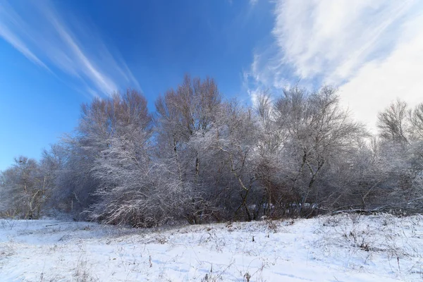 Arbres Forestiers Hiver Dans Neige Hiver Beauté Naturelle Est Une — Photo