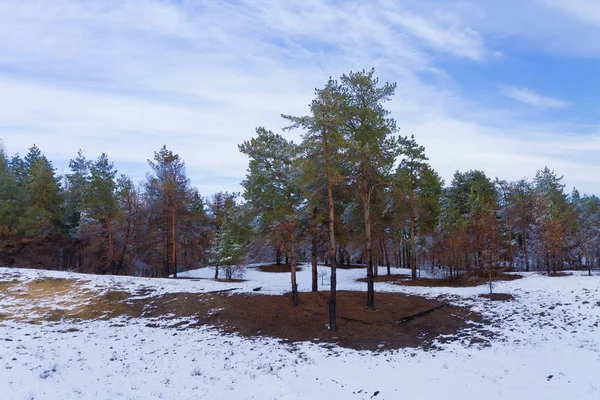 Kar Kış Orman Çam Ağaçlar Ormanda Doğal Kış Güzellik Yürüyüş — Stok fotoğraf