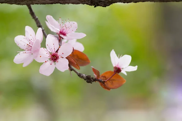 Single Fruit Tree Flowers Spring Flowering Fruit Trees — Stock Photo, Image