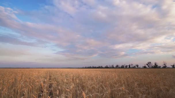 Zeitraffer Der Weizenfeld Dämmerung Wechselnde Wolken Landwirtschaft Außerhalb Der Stadt — Stockvideo