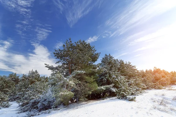 Зимові Лісові Соснові Дерева Сніг Природна Зимова Прогулянка Лісі — стокове фото