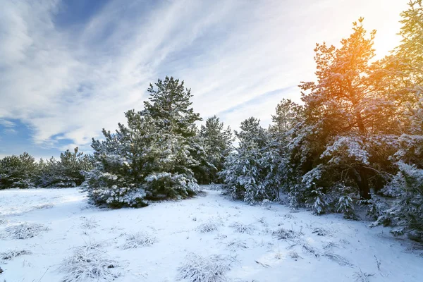 Зимові Лісові Соснові Дерева Сніг Природна Зимова Прогулянка Лісі — стокове фото