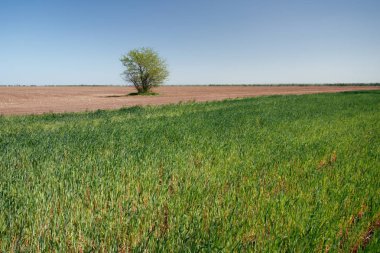 ağaç alanında / parlak yay resmi parlak renkler