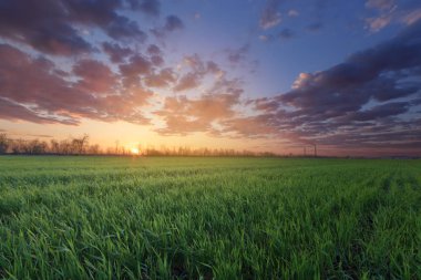 yeşil genç buğday filizi / tarım kırsal manzara