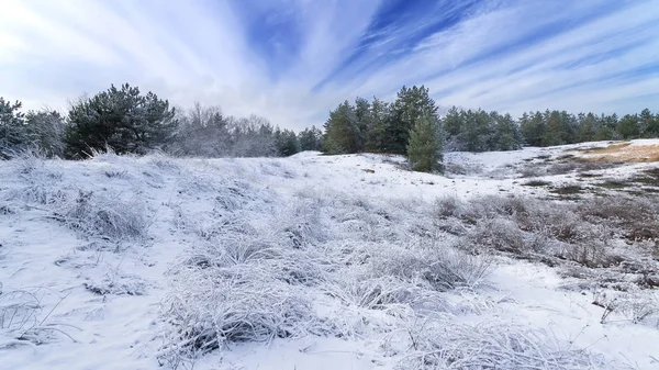 Winter Forest Tallar Snö Naturliga Vinter Skönhet Promenad Skogen — Stockfoto