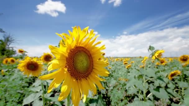 Samotny Słonecznik Wietrze Rolnictwo Pola Ukrainie Poza Miastem — Wideo stockowe