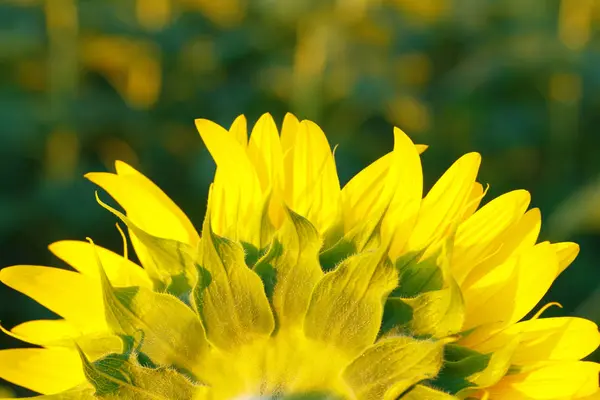 Sonnenblumenblätter Makrofoto Abstraktes Hintergrundbild Mit Unschärfe — Stockfoto