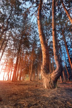 muhteşem ağaç açı düşük / güneşin altında büyüyen nehir ağaç kıyısında şafak