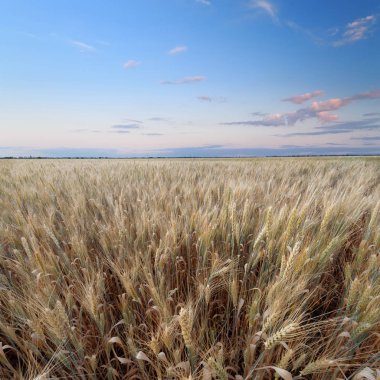 Alacakaranlıkta fotoğraf buğday / buğday alan Ukrayna tarım alanları