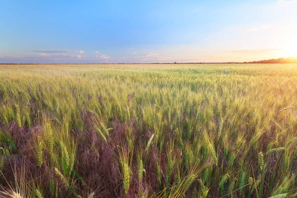 Grano Foto Crepuscolo Campo Grano Campi Agricoli Dell Ucraina — Foto Stock