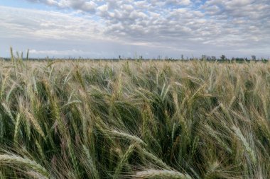Buğday alanları Ukrayna / kötü hava bulutlu gün buğday alanı