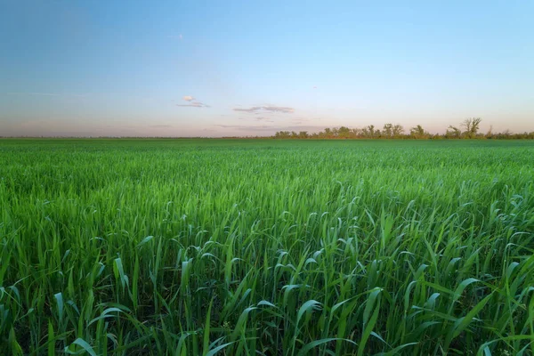 Zelená Pšenice Pole Večerní Foto Zemědělské Krajiny — Stock fotografie