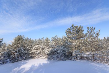parlak ön tatil kış orman / doğa orman Ukrayna'nın kış manzara
