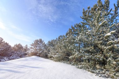parlak ön tatil kış orman / doğa orman Ukrayna'nın kış manzara