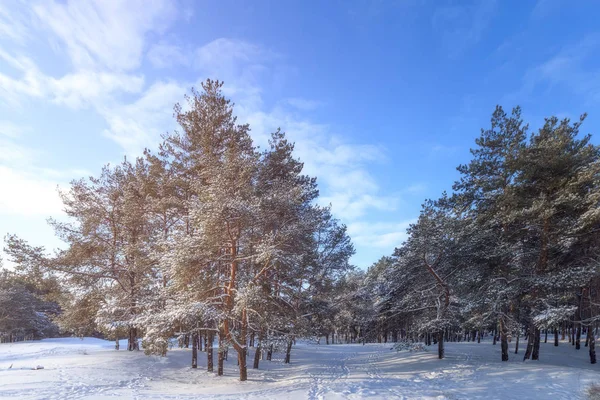 Brillante Pre Vacaciones Bosque Invierno Bosques Naturales Ucrania Paisaje Invierno — Foto de Stock