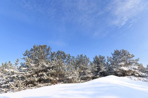 bright pre-holiday winter forest / nature forests of Ukraine winter landscape