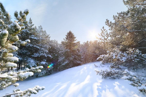 Яскраве Сонце Проникаючи Глибоко Лісі Природа Лісах України Зимові Краєвид — стокове фото