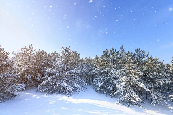 bright pre-holiday winter forest / nature forests of Ukraine winter landscape