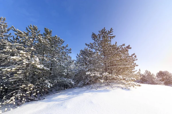 Ljusa Före Semester Vinter Skogen Naturen Skogar Ukraina Vinter Landskap — Stockfoto