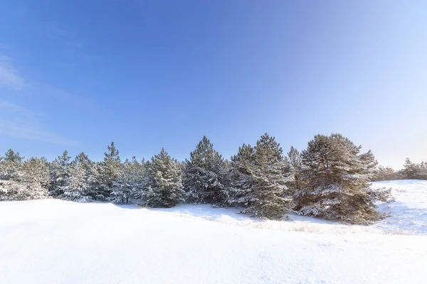 bright pre-holiday winter forest / nature forests of Ukraine winter landscape