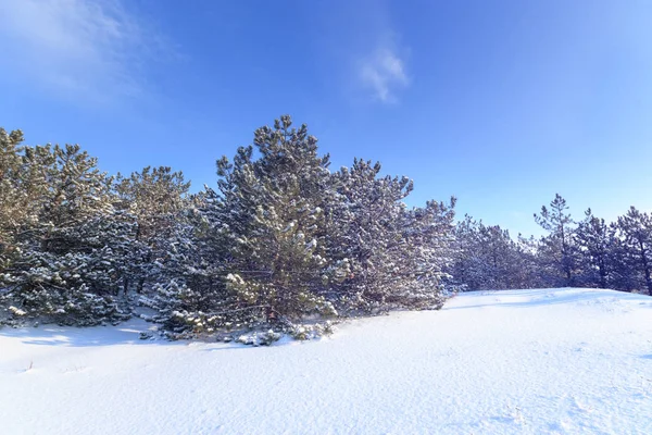 Яскраві Передсвятковий Зимовий Ліс Природа Лісах України Зимові Краєвид — стокове фото