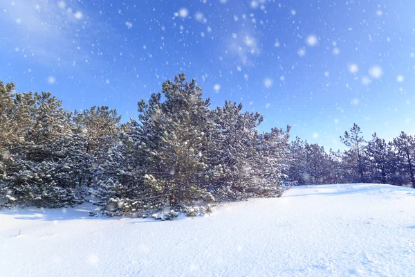 bright pre-holiday winter forest / nature forests of Ukraine winter landscape