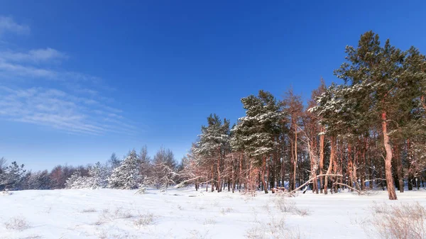 Brillante Pre Vacaciones Bosque Invierno Bosques Naturales Ucrania Paisaje Invierno — Foto de Stock