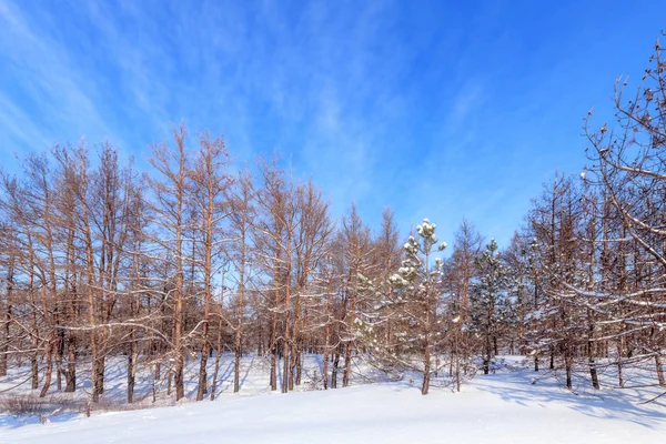 Alberi Bruciati Fuoco Foreste Naturali Dell Ucraina Paesaggio Invernale — Foto Stock