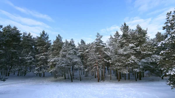 bright pre-holiday winter forest / nature forests of Ukraine winter landscape