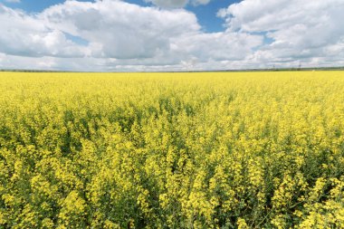 fotoğraf kanola tarlası / doğadaki parlak sıcak yaz günü manzarası