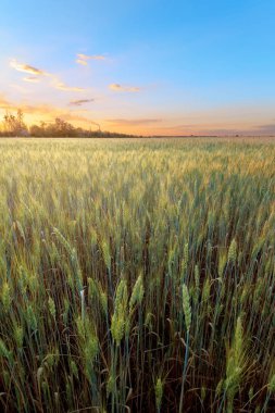 gün batımı sırasında buğday alanı / alanları Ukrayna'nın peyzaj akşam