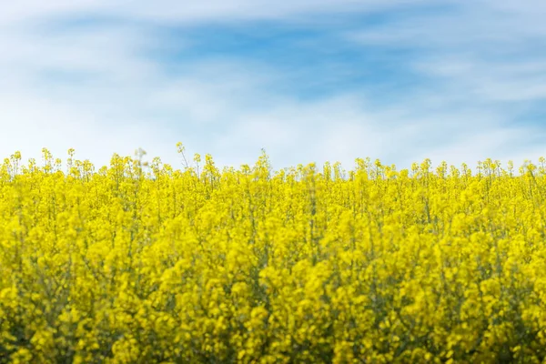 Photo Canola Field Bright Hot Summer Day Landscape Nature — Stock Photo, Image