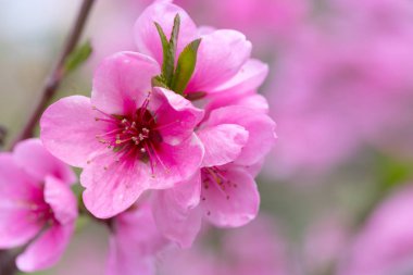 meyve ağacı çiçek bahar / bahar çiçekli meyve ağaçları