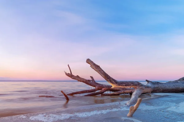 Sahilde yalan log / şafak sahilde erken Bahar mavi sha