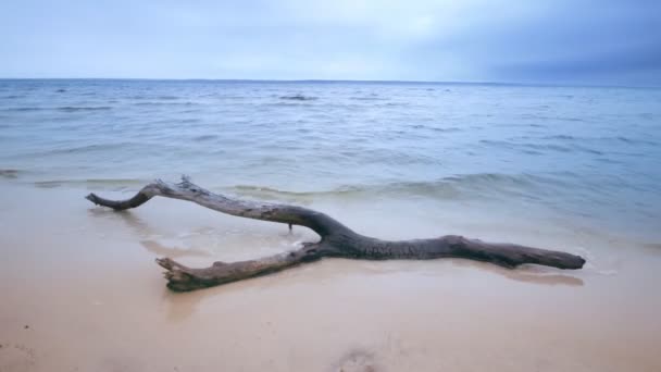 Log Praia Arenosa Paisagem Rural Selvagem Lugar — Vídeo de Stock