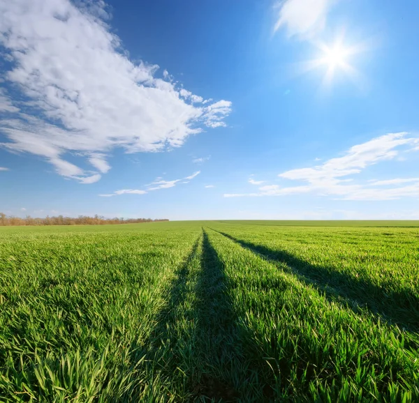 Campo di grano giovane verde / luminosa giornata di sole agricoltura — Foto Stock