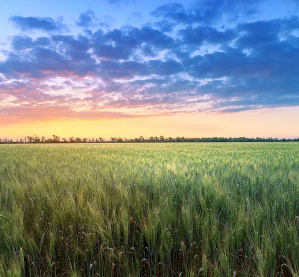 Belo campo de trigo no por do sol / campos agrícolas da Ucrânia — Fotografia de Stock