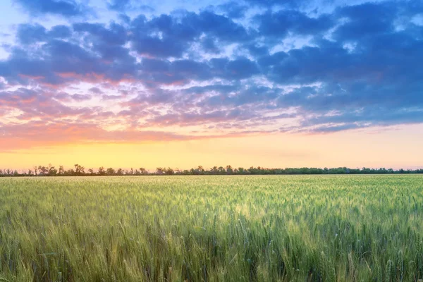 Belo campo de trigo no por do sol / campos agrícolas da Ucrânia — Fotografia de Stock