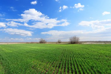 Yeşil buğday tarlası