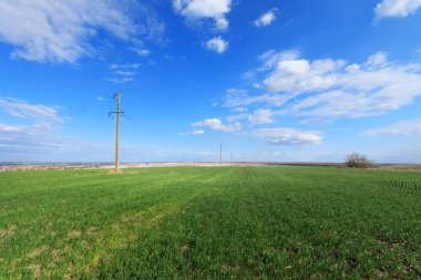 Yeşil buğday tarlası 