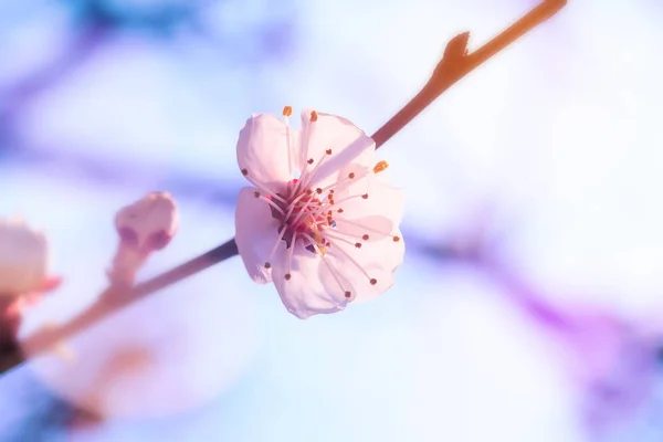 Árbol frutal flores primavera — Foto de Stock