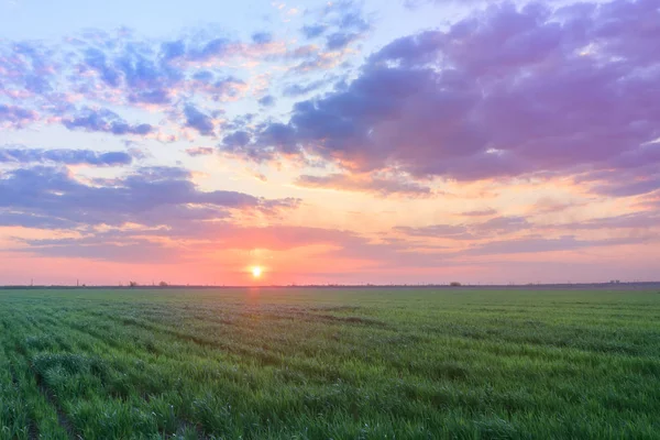 Campo de trigo verde — Foto de Stock