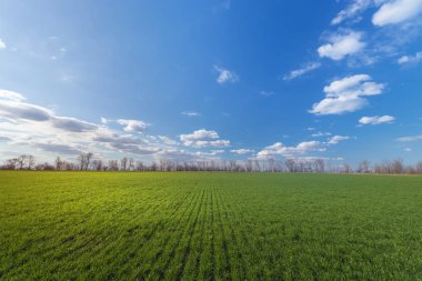 Yeşil genç buğday alanı 