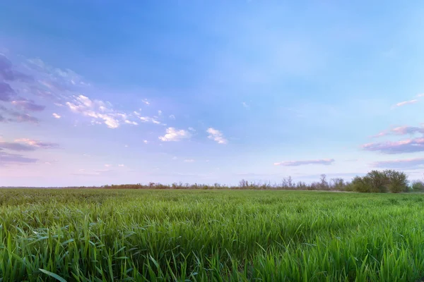 젊은 녹색 밀밭 — 스톡 사진