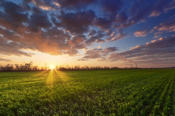 Campo verde joven a la luz del sol — Foto de Stock